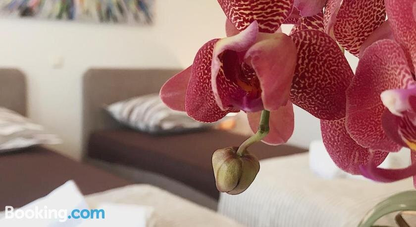 Guesthouse Villa Cvita & Slavko主图