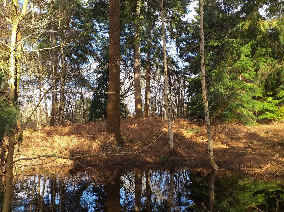 Lynford Arboretum-Mundford必去景点