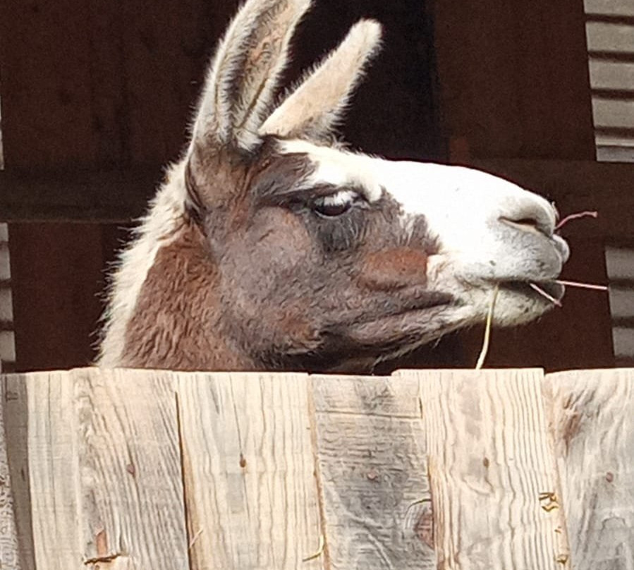 La Ferme des Lamas-Auzat必去景点