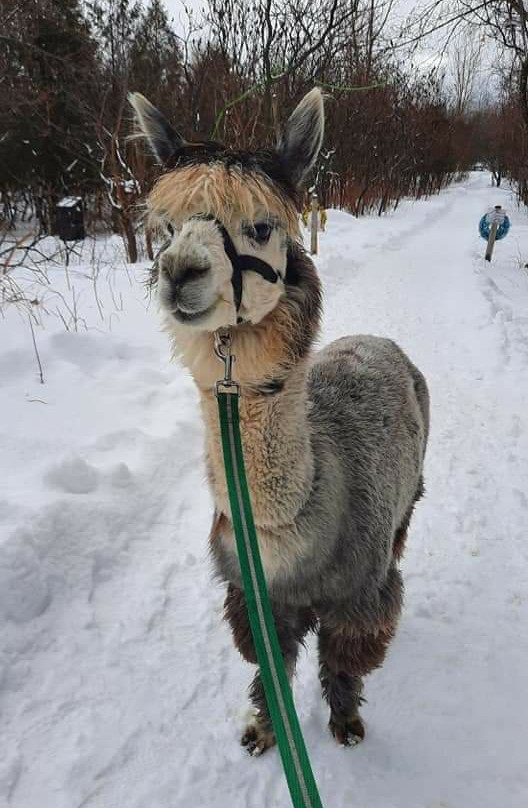 Alpagas du Domaine Poissant-Mont-Saint-Hilaire必去景点