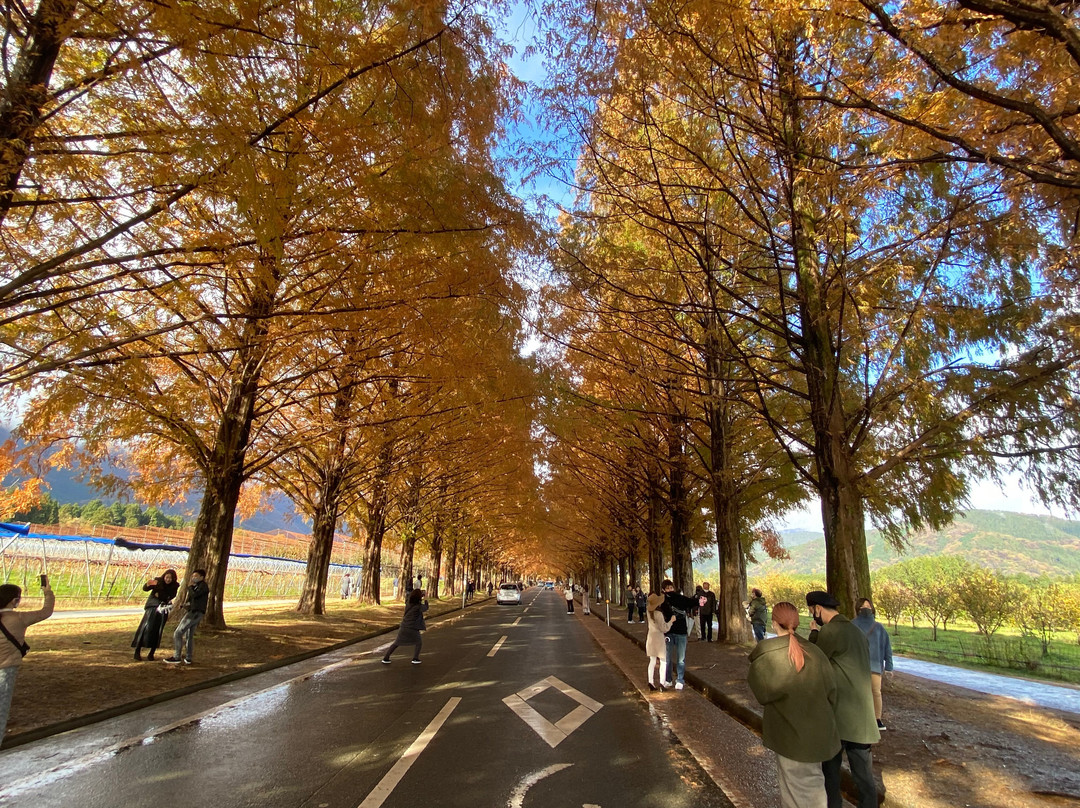 Metasequoia Namiki-高岛市必去景点