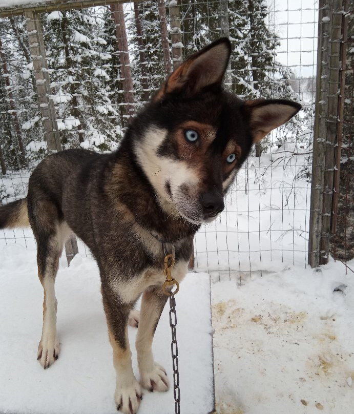 Parpalandia-罗瓦涅米必去景点