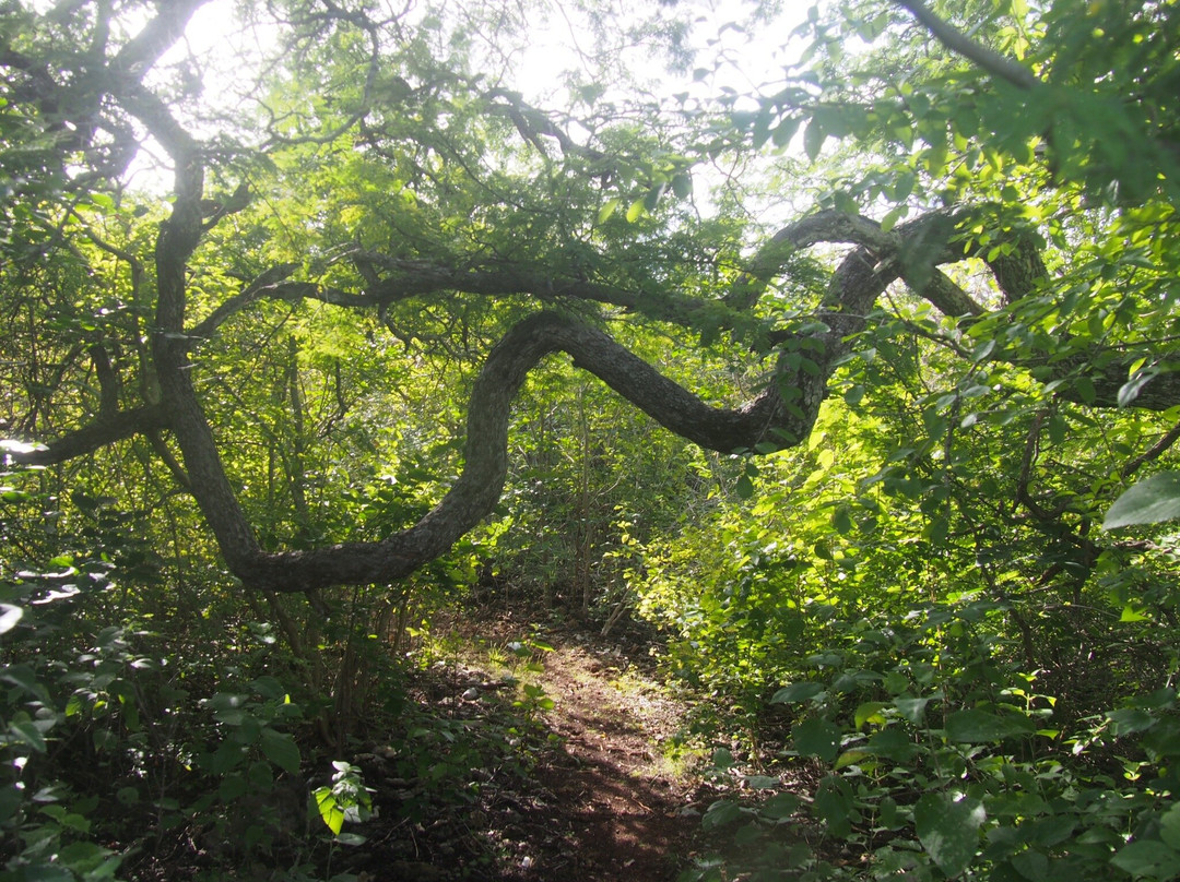 Wayaka Trail景点图片