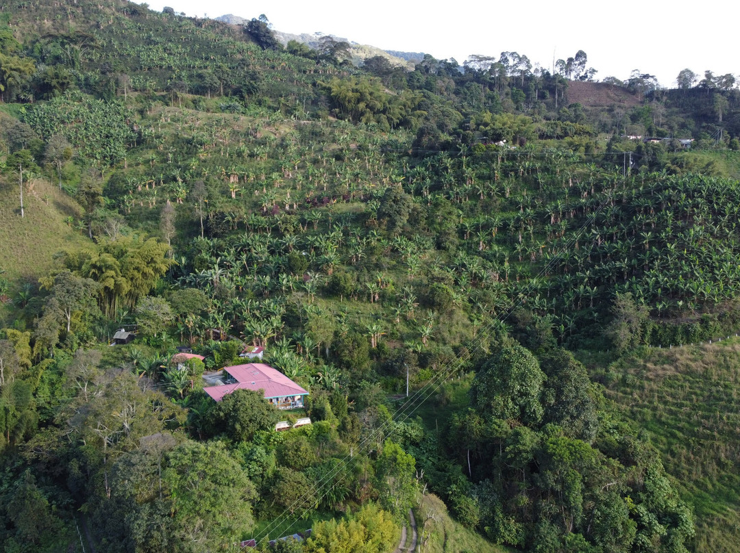 La Union Coffee Farm - Coffee & Fruits Tours景点图片