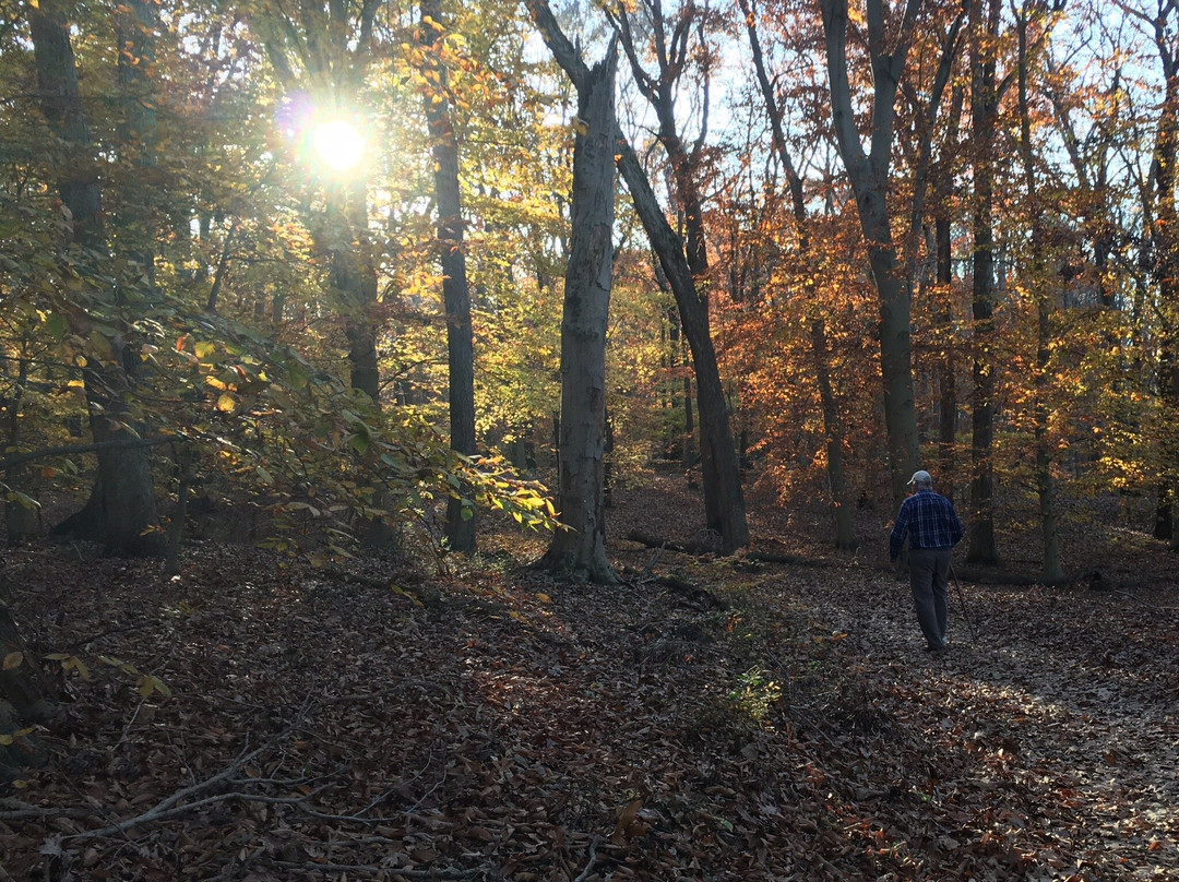 Rancocas State Park景点图片