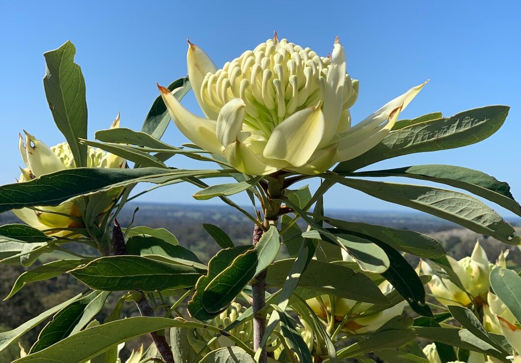 Mica Grange Garden-Sutton Grange必去景点