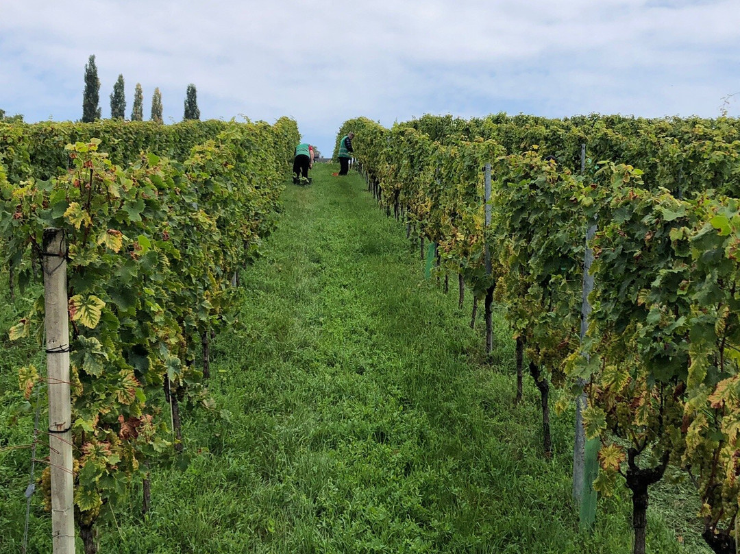 Winzarei Weingut Tement主图