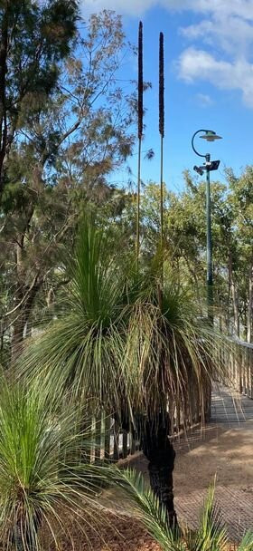 Mount Archer (Nurim)-罗克汉普顿必去景点