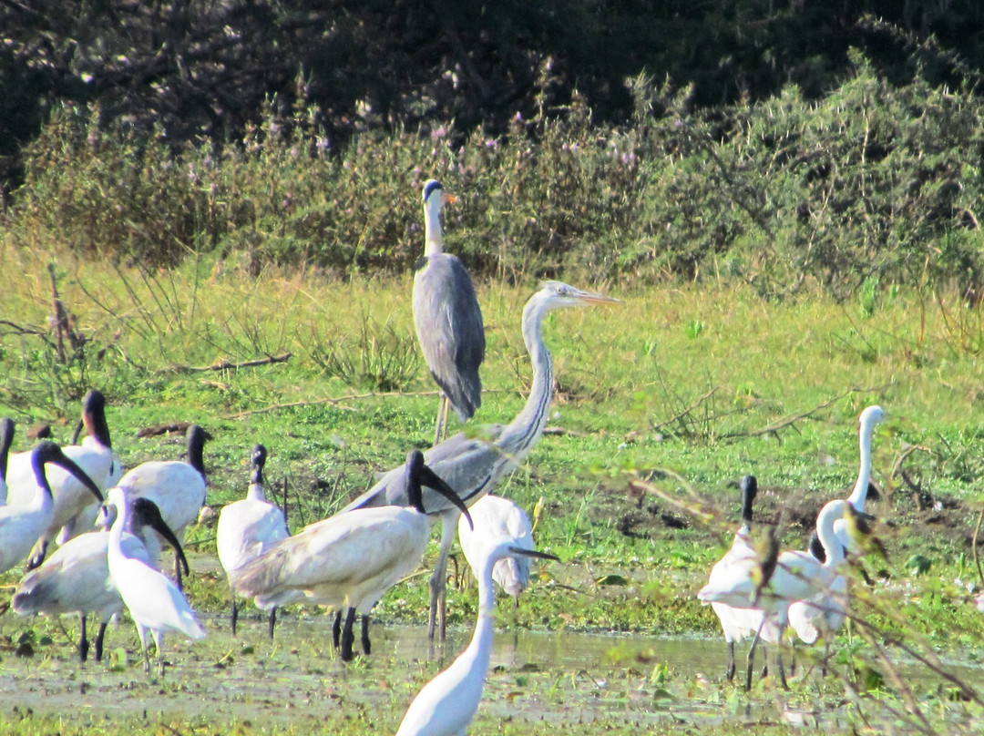 Udayamarthandapuram Bird Sanctuary景点图片