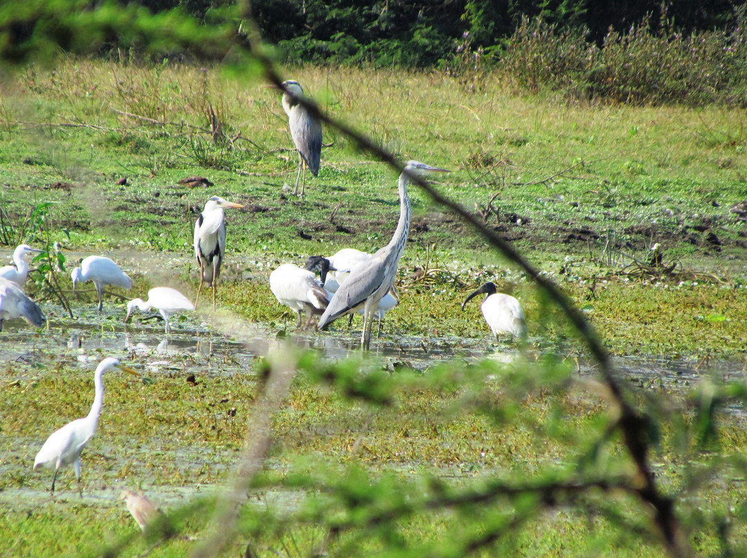 Udayamarthandapuram Bird Sanctuary景点图片