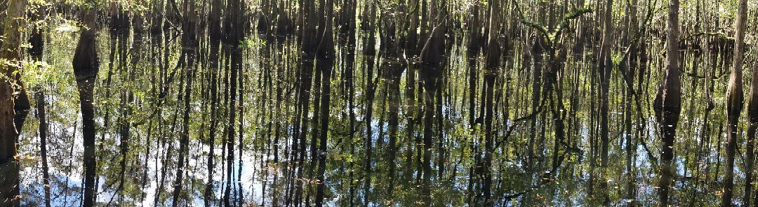 A St Johns River Airboat Tour-Christmas必去景点