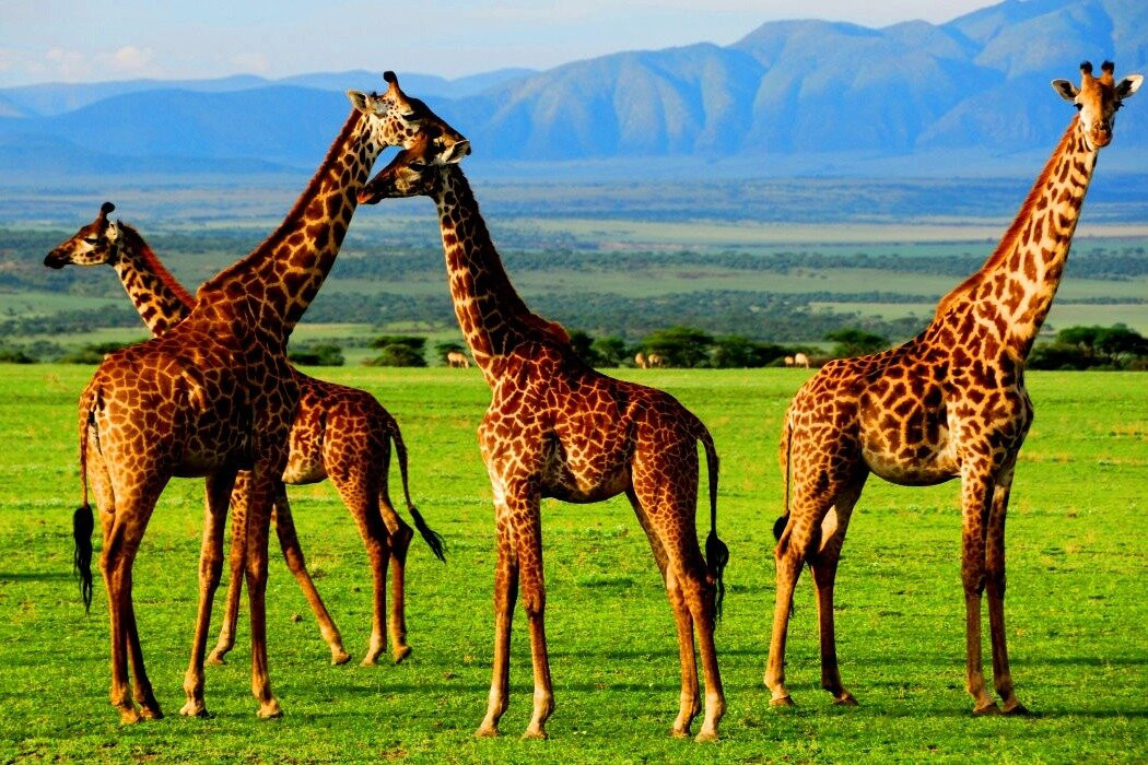 Travel Wise Safari Tanzania