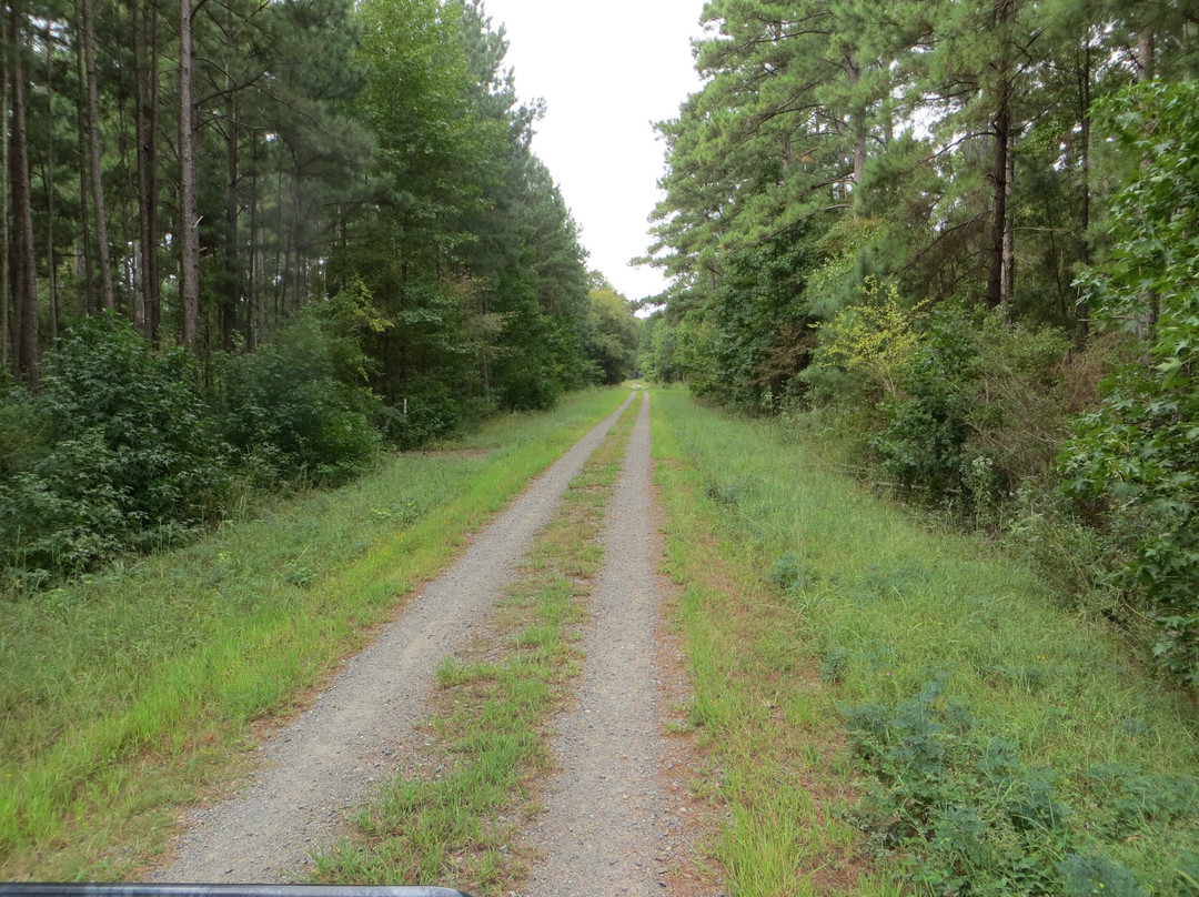 Caddo Lake National Wildlife Refuge景点图片