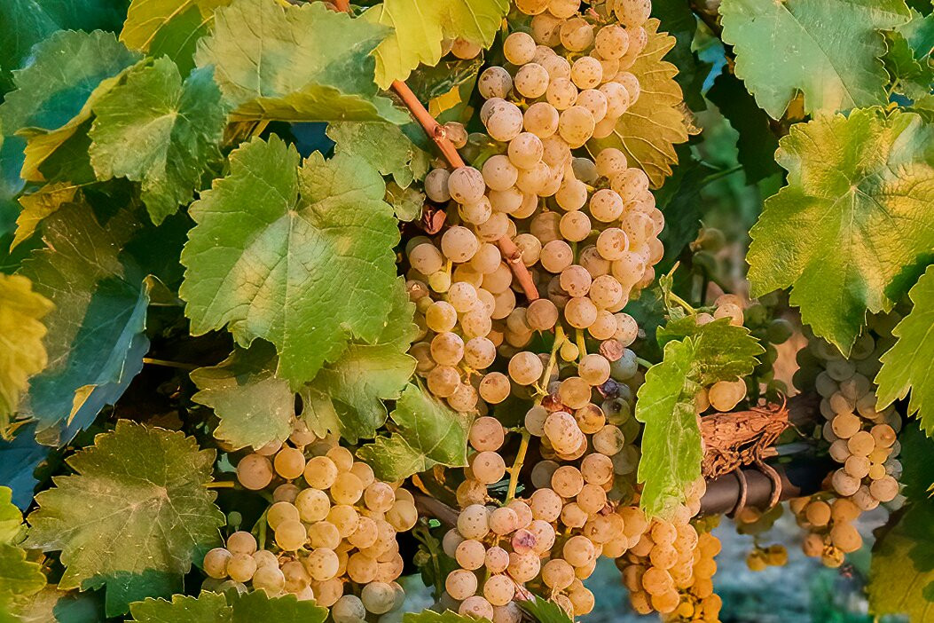 Bruzzi Vineyard-Young必去景点