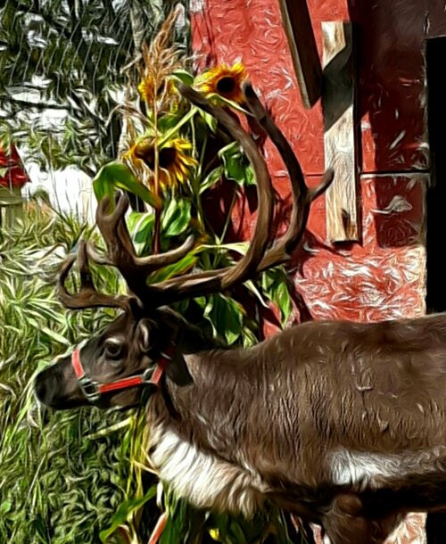 Vermont Reindeer Farm-Orleans必去景点