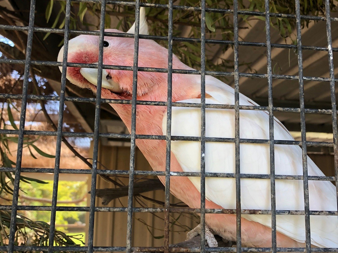Ada Ryan Gardens-Whyalla必去景点
