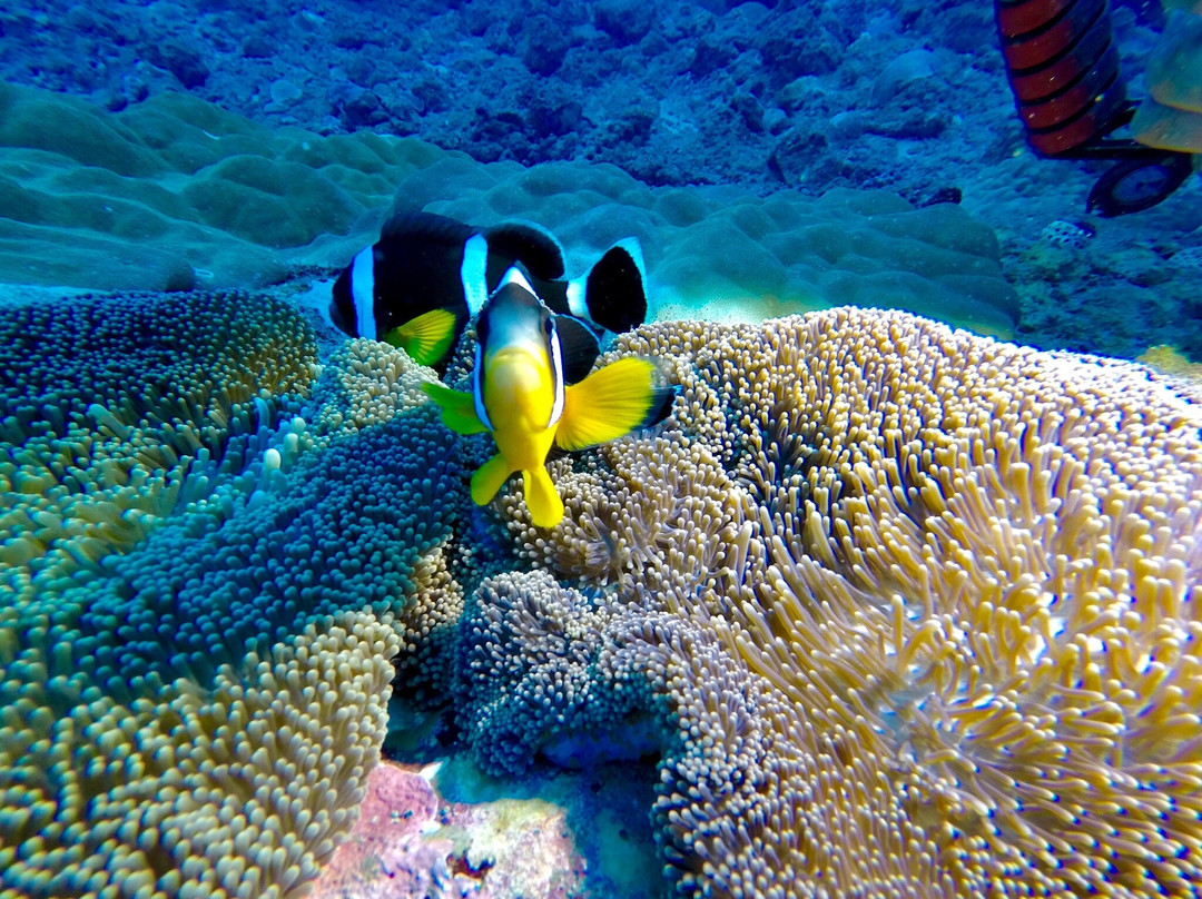 Scubananas Reunion Plongee-圣亮必去景点