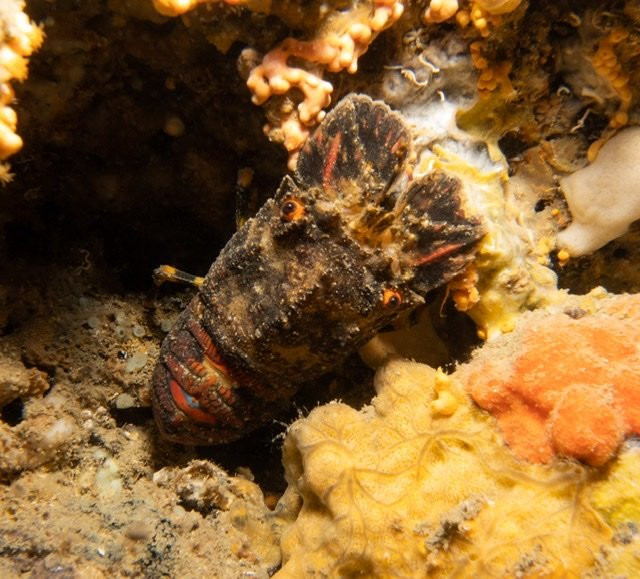 Squatina Diving-Baska必去景点