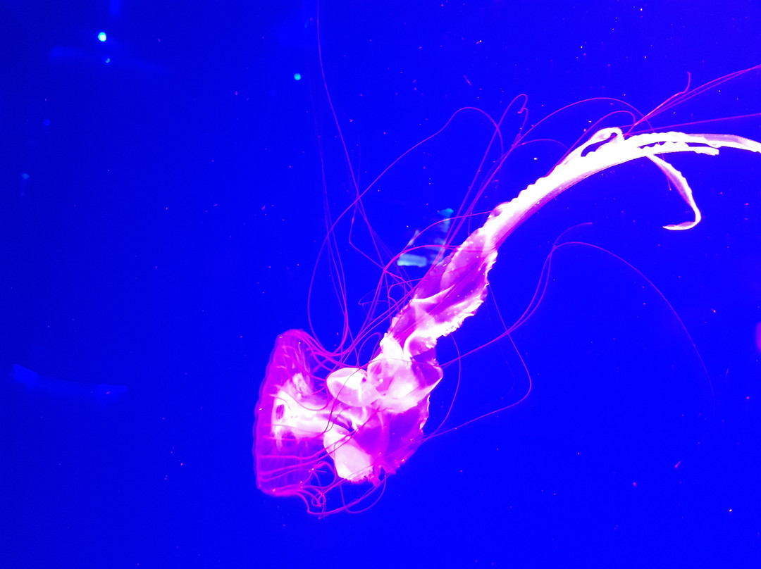 Jellyfish Museum-基辅必去景点
