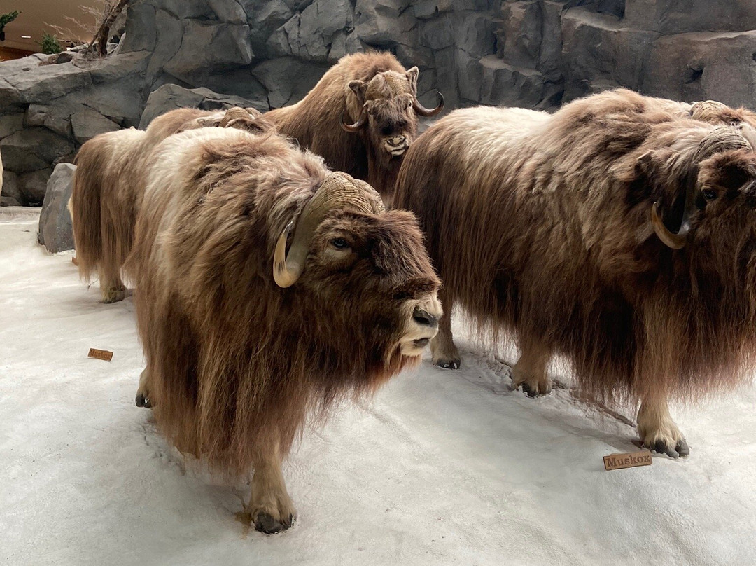 Cabela's-Buda必去景点