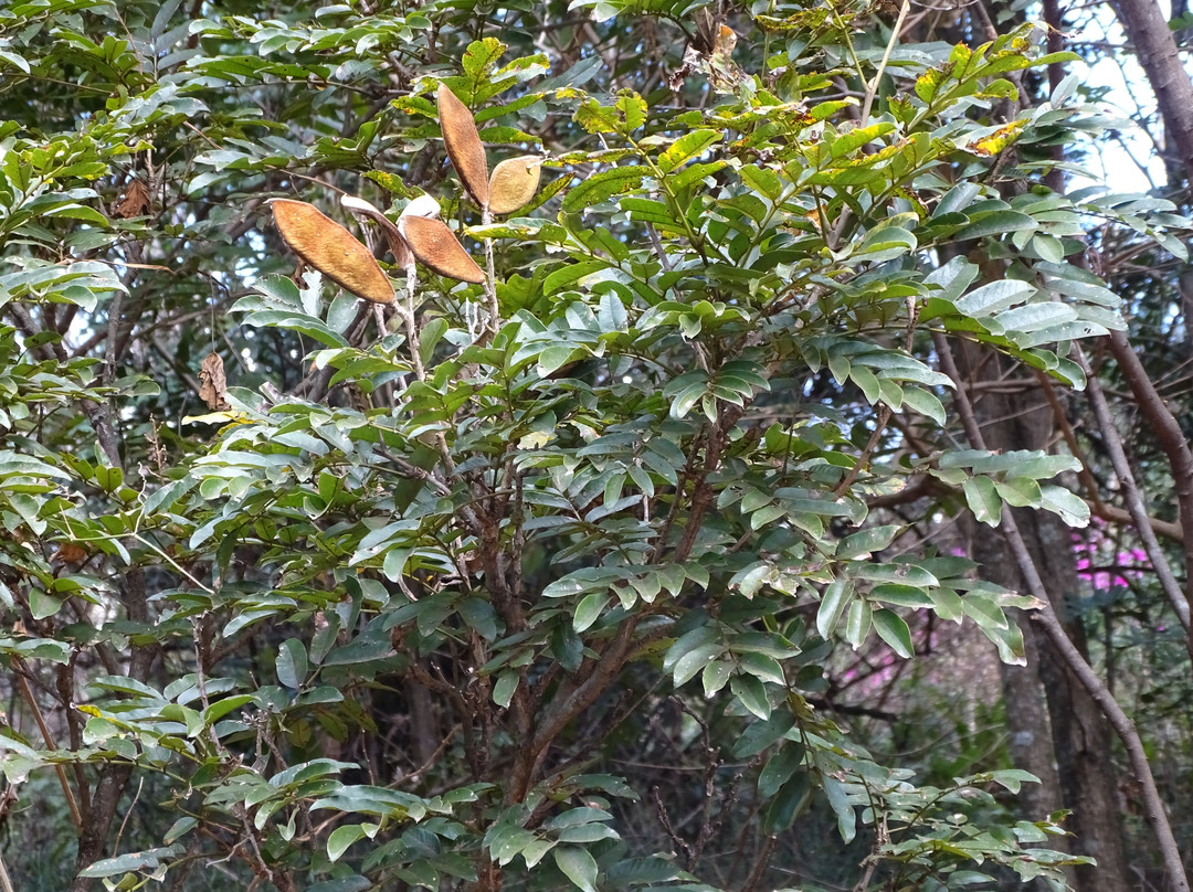 Queen Elizabeth Park-彼得马里茨堡必去景点