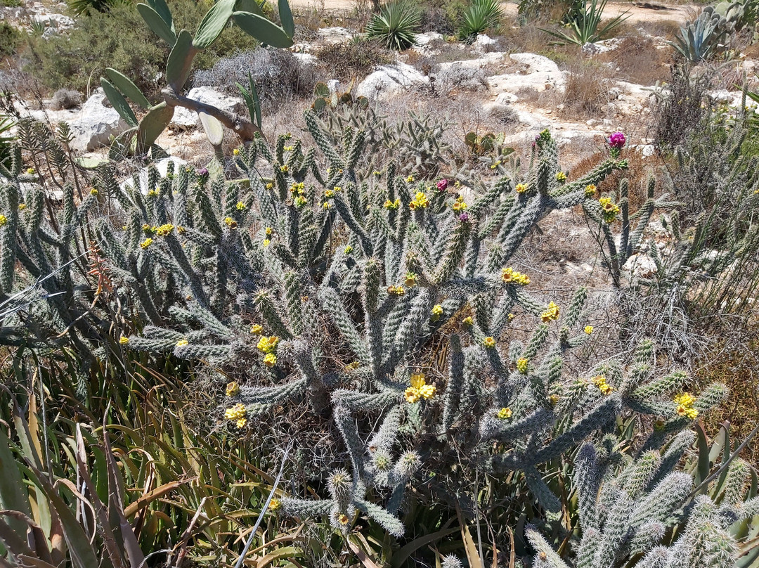 Ayia Napa Cactus Park景点图片