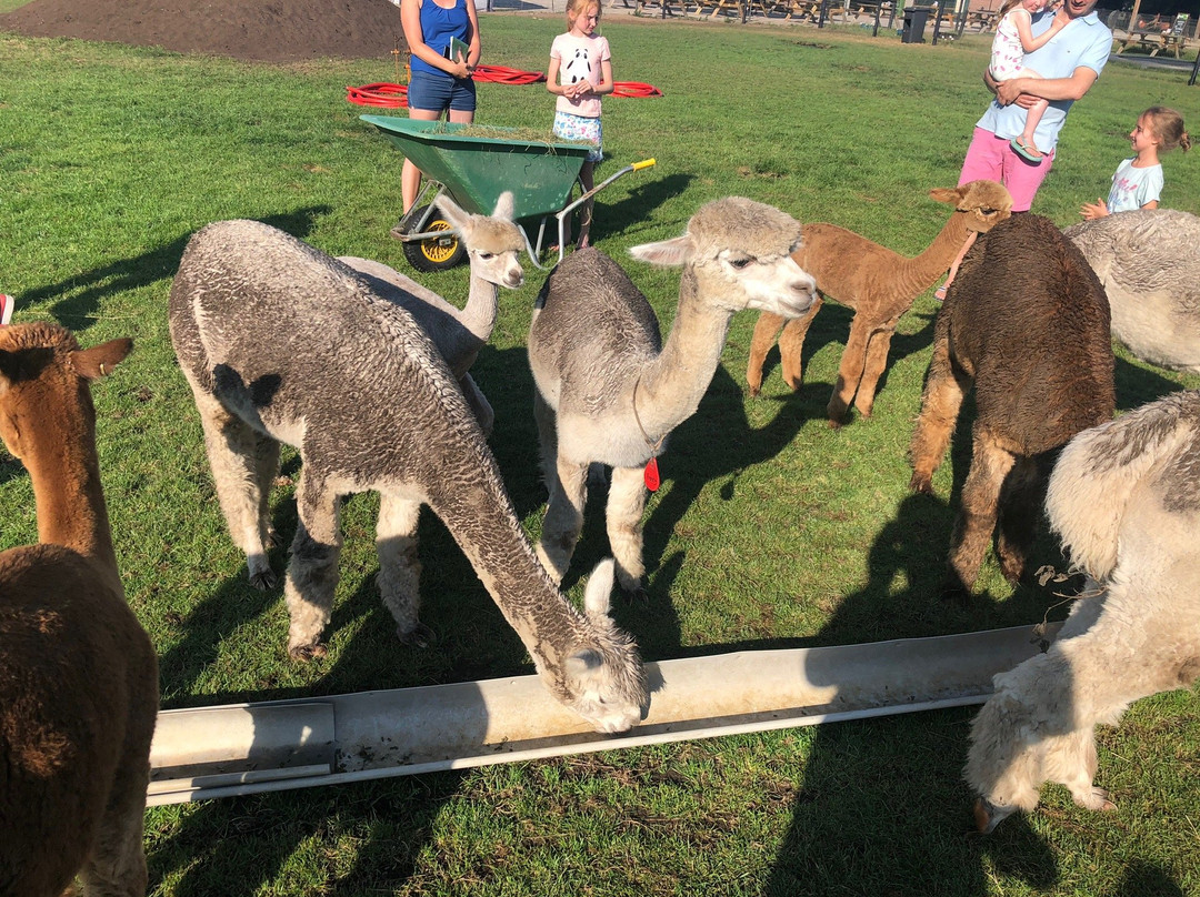 Alpacafarm Vorstenbosch-Vorstenbosch必去景点