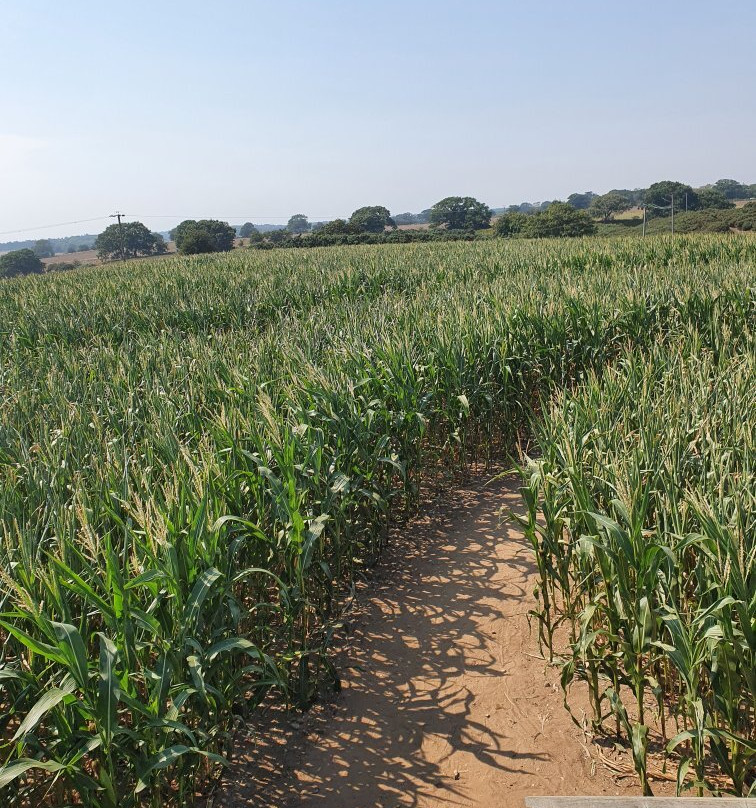 Southwold Maize Maze景点图片