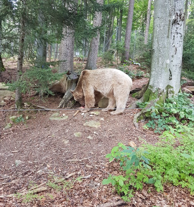 Barenwald Arbesbach-Arbesbach必去景点