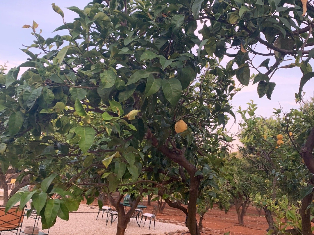 Masseria Lama Di Coccaro主图