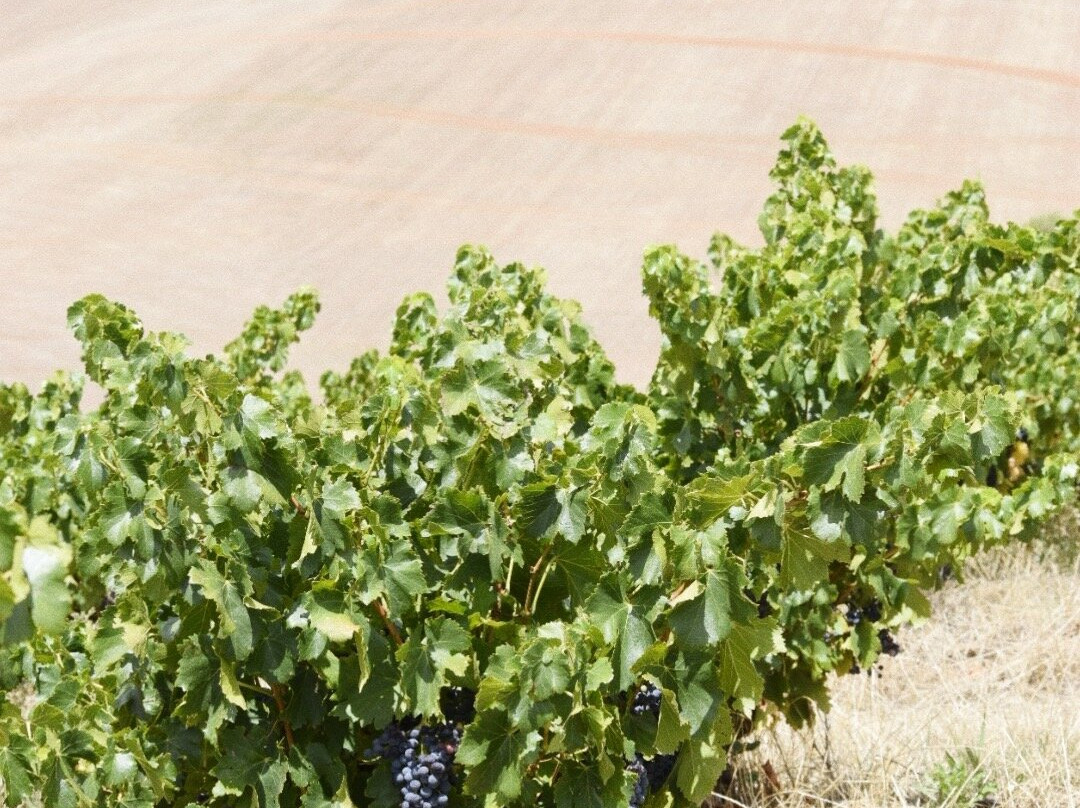 Gomersal Wines景点图片
