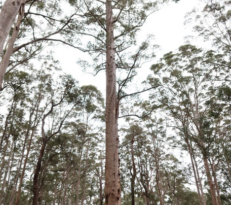 Diamond Tree-Manjimup必去景点