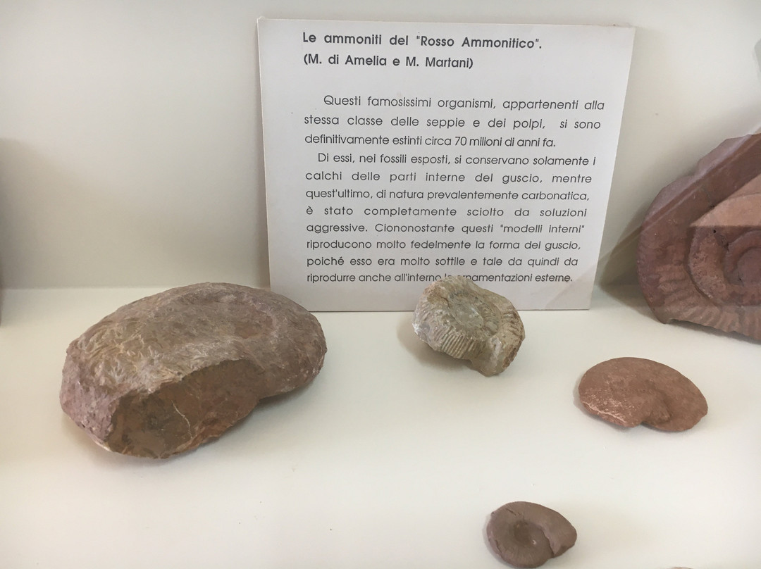 Centro di Paleontologia Vegetale della  Foresta Fossile di Dunarobba-Avigliano Umbro必去景点