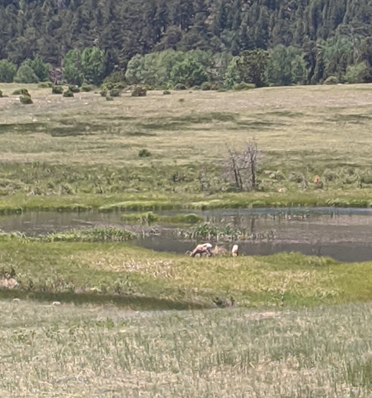 Sheep Lakes-落基山国家公园必去景点