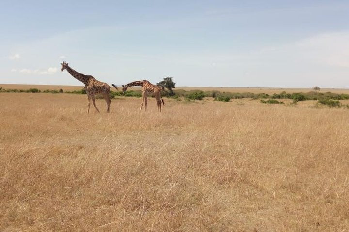 Solio Game Reserve-涅里必去景点