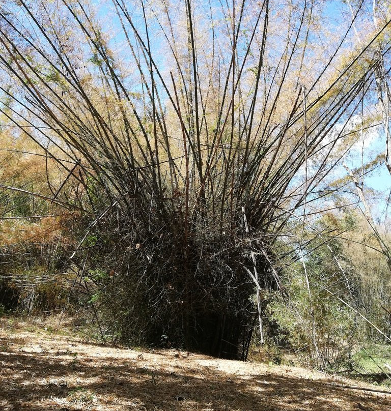 Jardín Botanico de Cienfuegos-西恩富戈斯必去景点