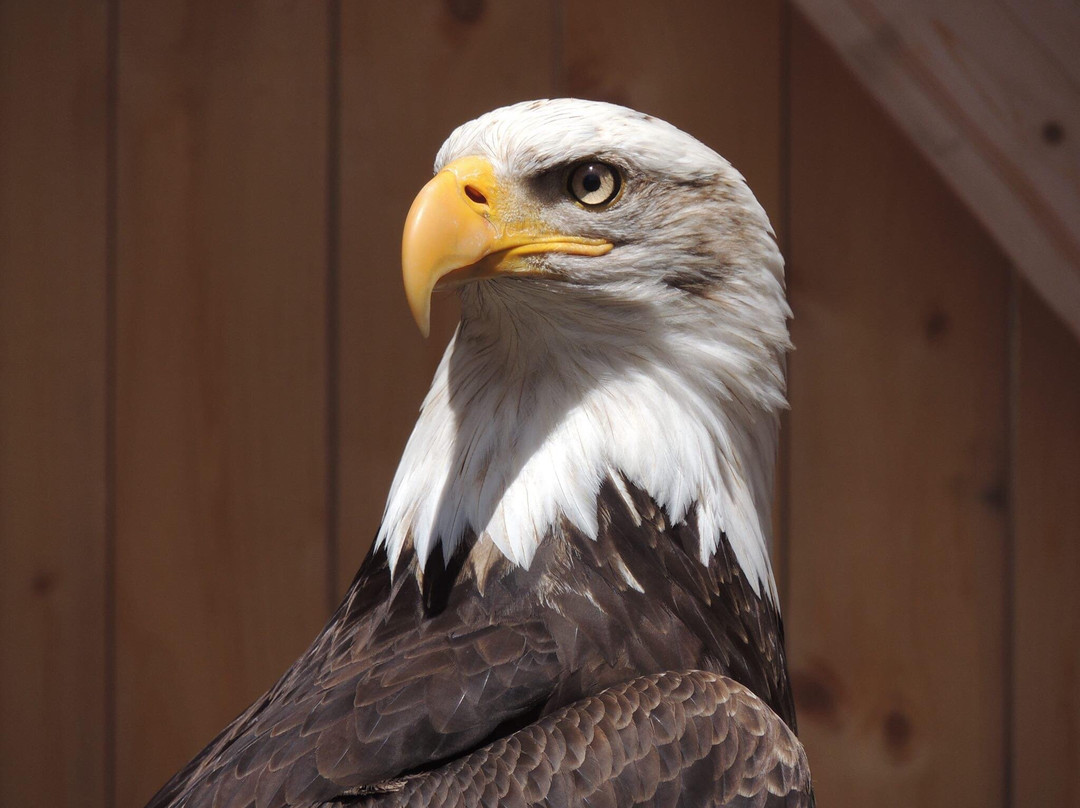 Centre D'interprétation Des Oiseaux De Proie De Godbout-Godbout必去景点