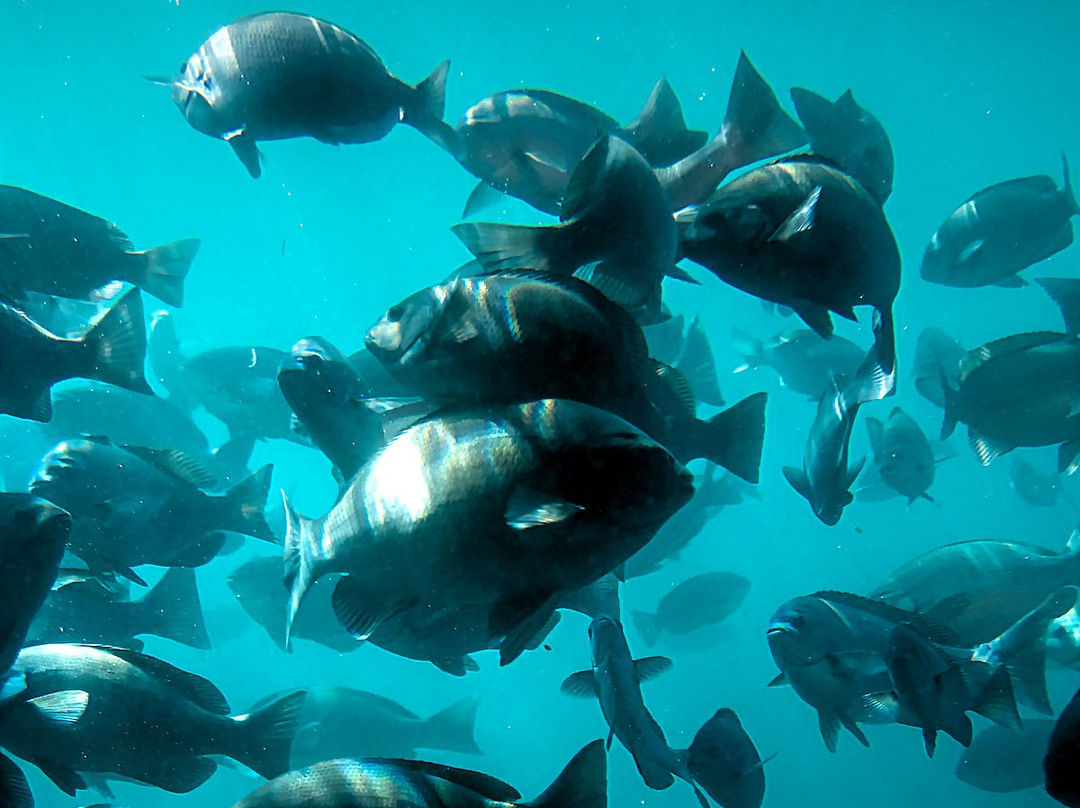 Nijiiro Sakana Go-三浦市必去景点