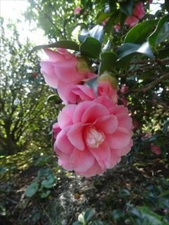 Tsubakihana Garden Squirrel Village-大岛町必去景点