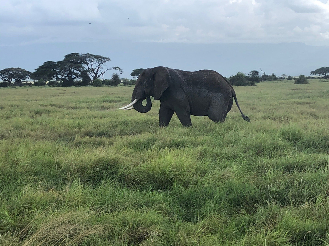 Safari Afrique-蒙巴萨必去景点