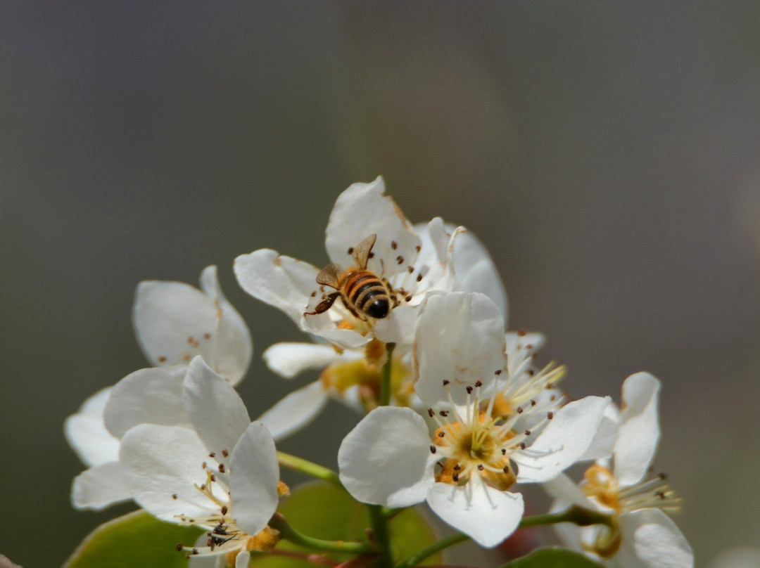 Apicoltura Lombardi景点图片