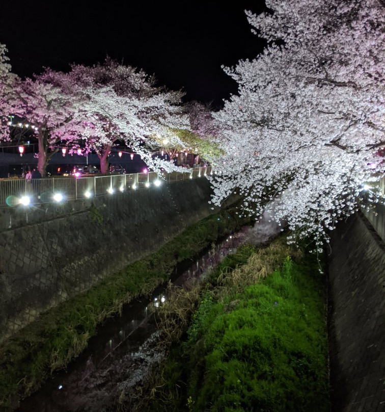 Misawa River Cherry Blossoms景点图片