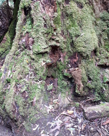 Mt Field National Park Campground主图