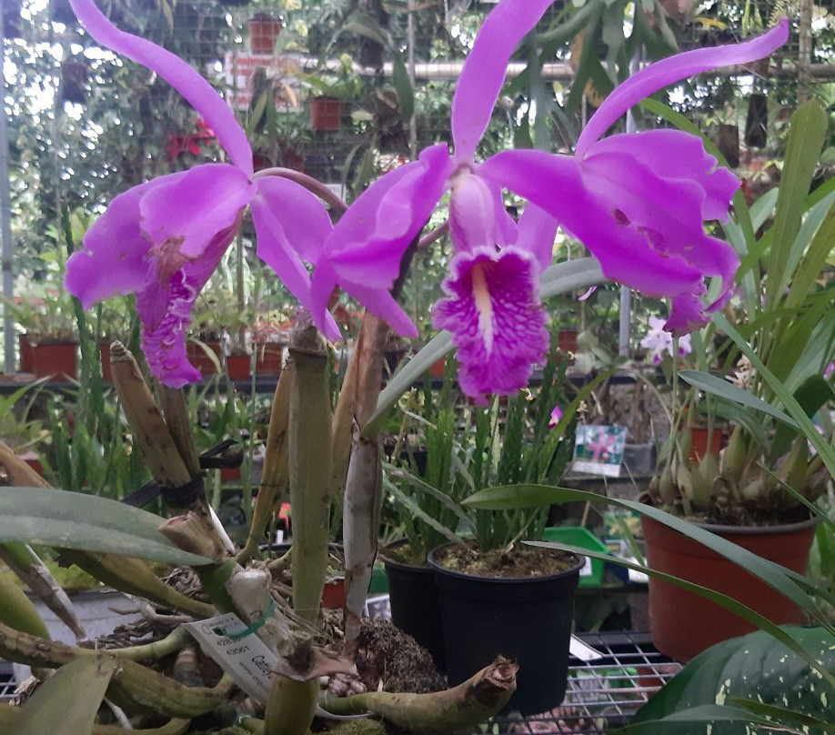 Agro Oriente Viveros-Moyobamba必去景点