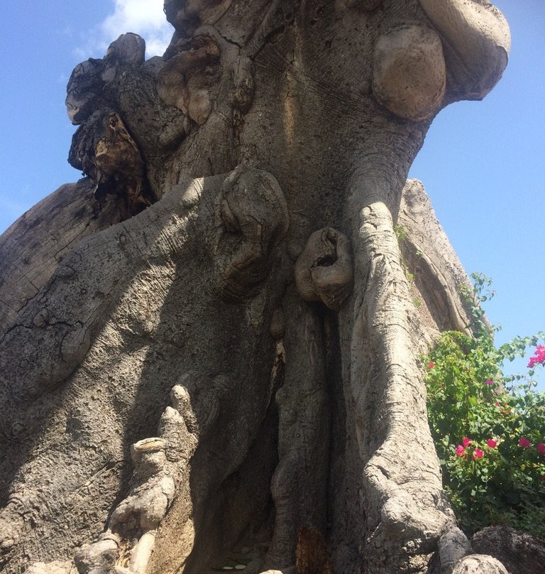 Parque de la Ceiba-庞塞必去景点