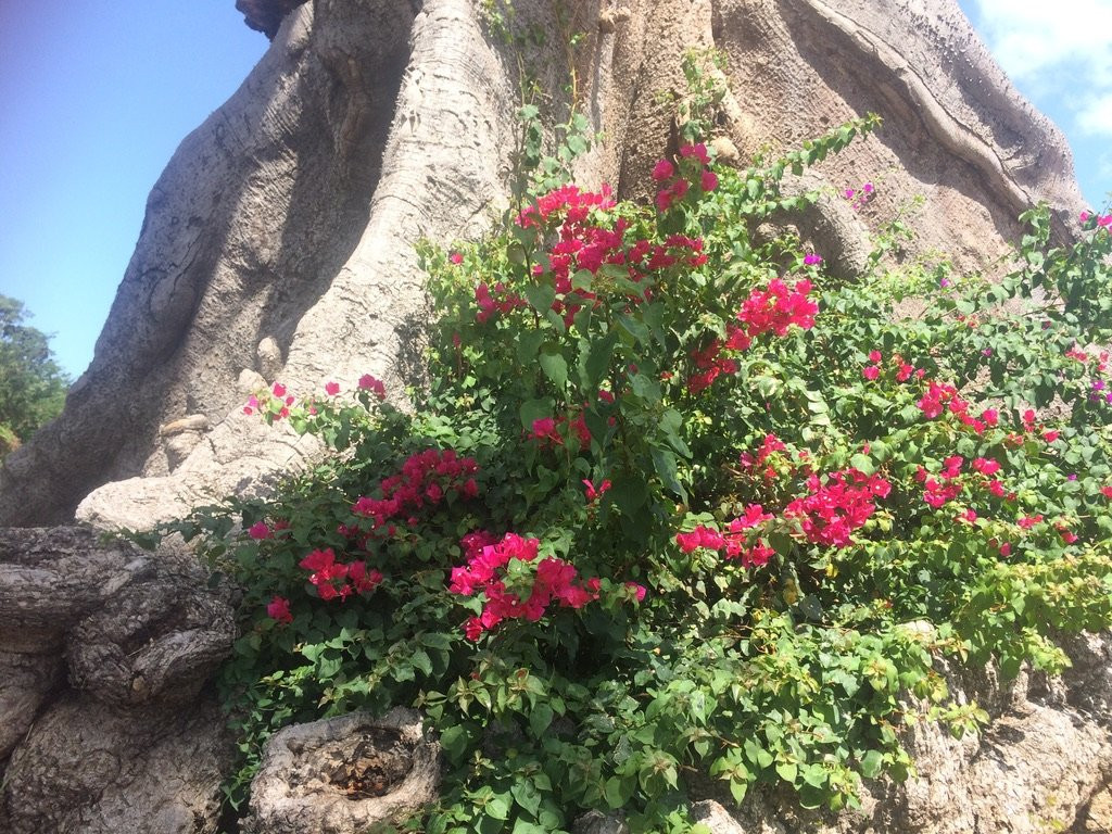 Parque de la Ceiba-庞塞必去景点
