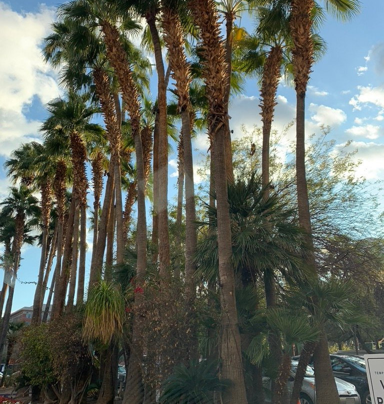 坦帕米慎棕榈酒店主图