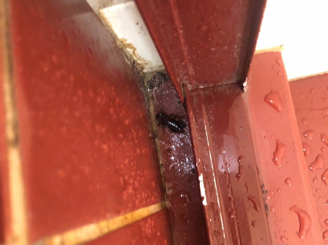 The Dragonfly Inn主图