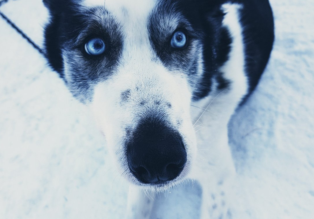 Vuokatti Safaris-Vuokatti必去景点