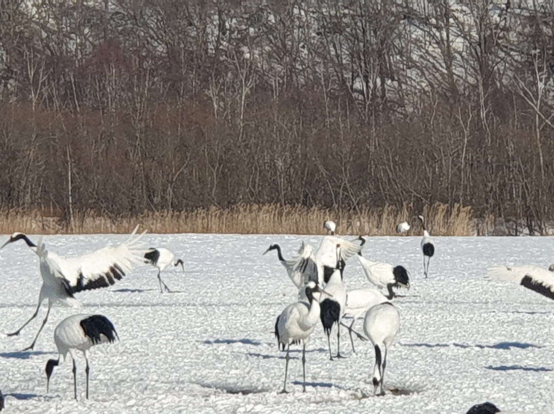 Tancho Crane Observation Center景点图片